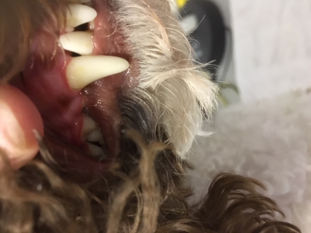 Zahnpflege beim Hunde - Sinn oder Unsinn?